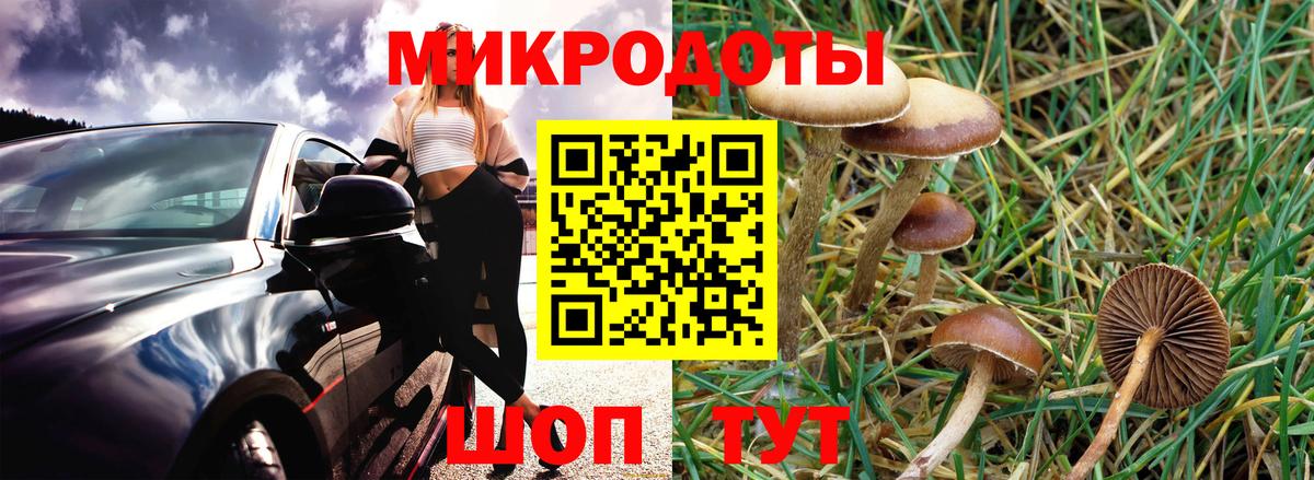 Галлюциногенные грибы Psilocybine cubensis Бирск